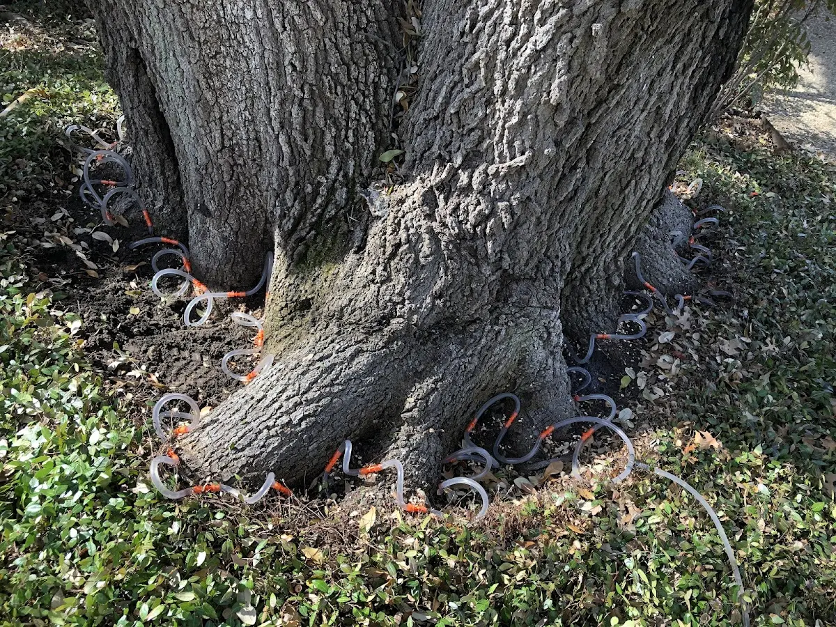 Detailed Tree Cabling and Bracing job site in Angelus Oaks