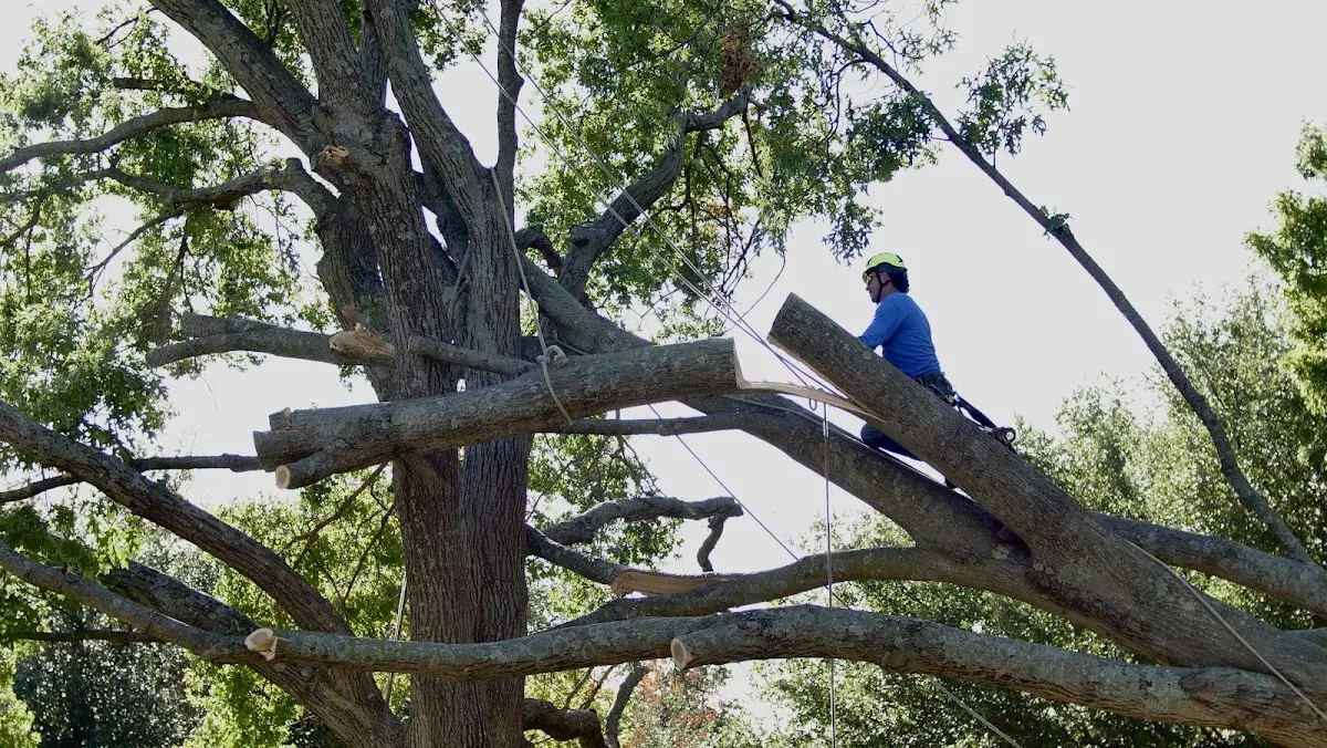 Professional Hazardous Tree Removal performed by certified arborists in Angelus Oaks