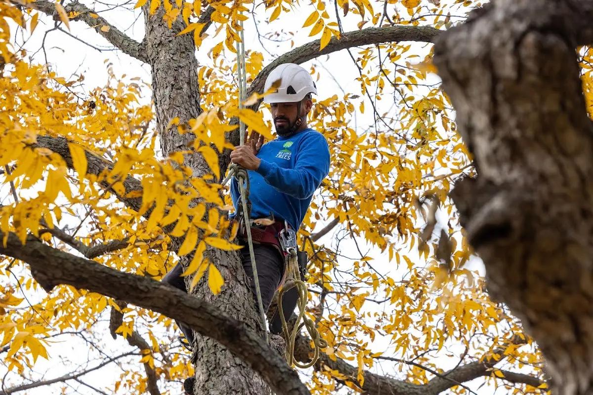 Skilled Storm Damage Cleanup crew working in Angelus Oaks