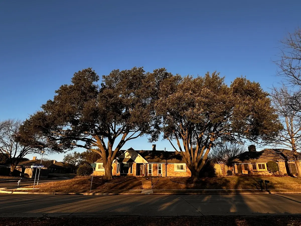 Established residential canopy tree shading a home in Angelus Oaks
