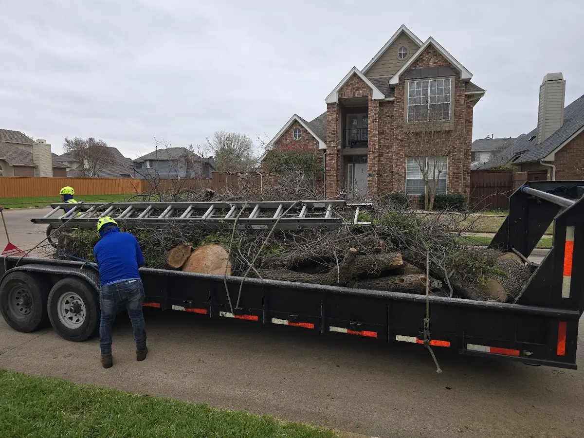 Expert Tree Removal with proper safety equipment in Angelus Oaks